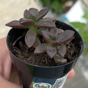 Photo of the plant species Echeveria compressicaulis by @ActualBlueash65 named Jp plan on Greg, the plant care app