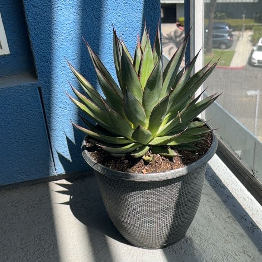 Photo of the plant species Coastal Agave by @TrustingFord84 named Terra on Greg, the plant care app