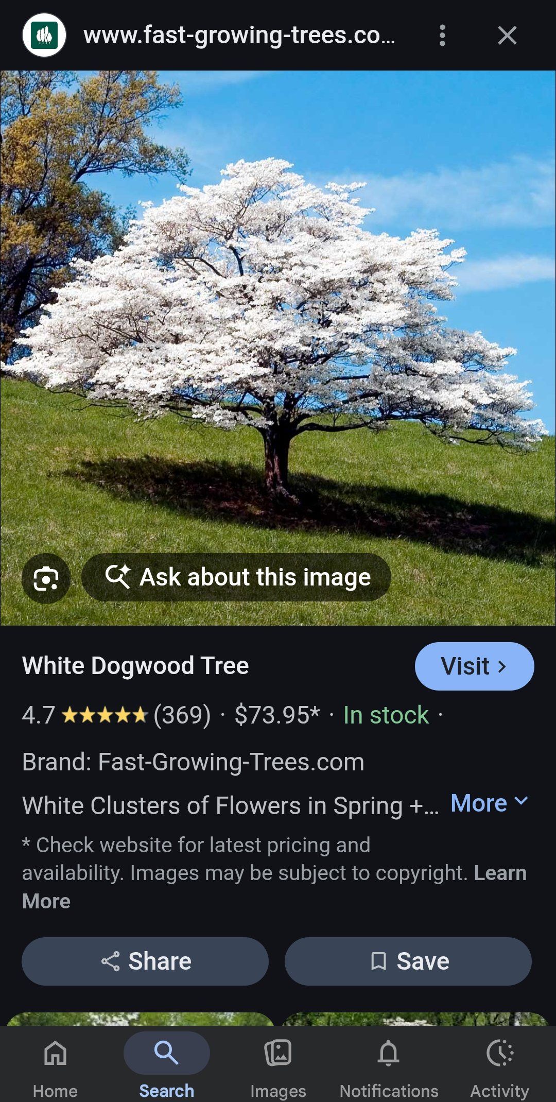 Photo of the plant species Weaver's White Dogwood by @GoldenChards70 named Ulysses S Plant on Greg, the plant care app