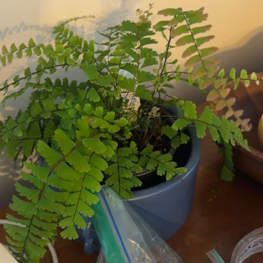 Photo of the plant species Northern Maidenhair Fern by @HumbleMugwort23 named Prince on Greg, the plant care app