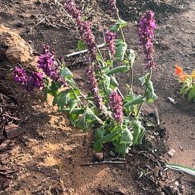 Photo of the plant species Meadow Sage by @WingedCorkelm67 named Ronaldo on Greg, the plant care app