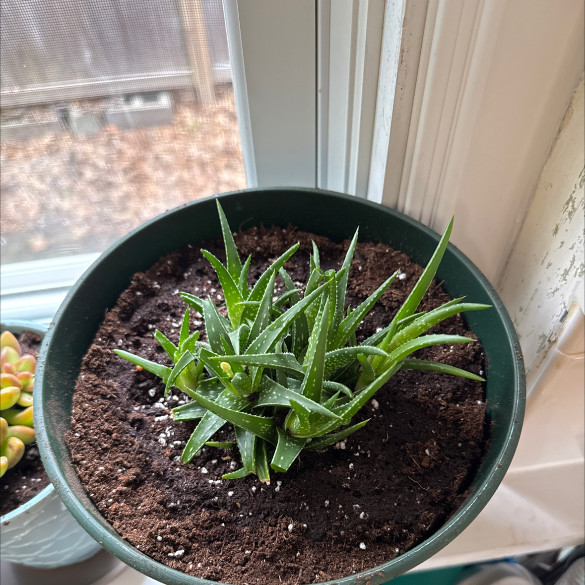 Photo of the plant species Aloe 'Firebird' by @AnewHawkswing44 named Firebird on Greg, the plant care app