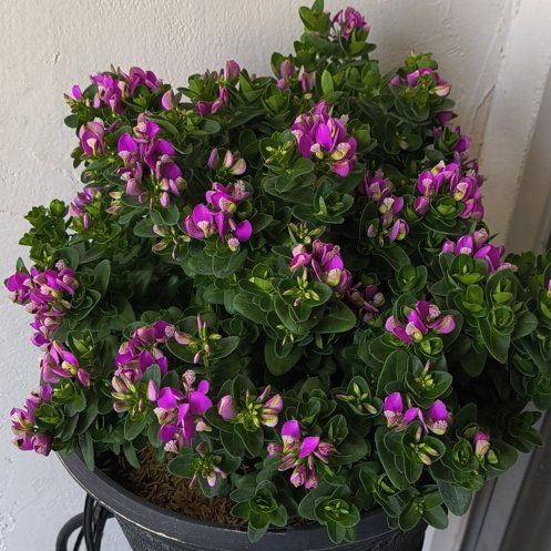 Photo of the plant species Myrtle-Leaf Milkwort by @RationalRuby32 named Shakira on Greg, the plant care app