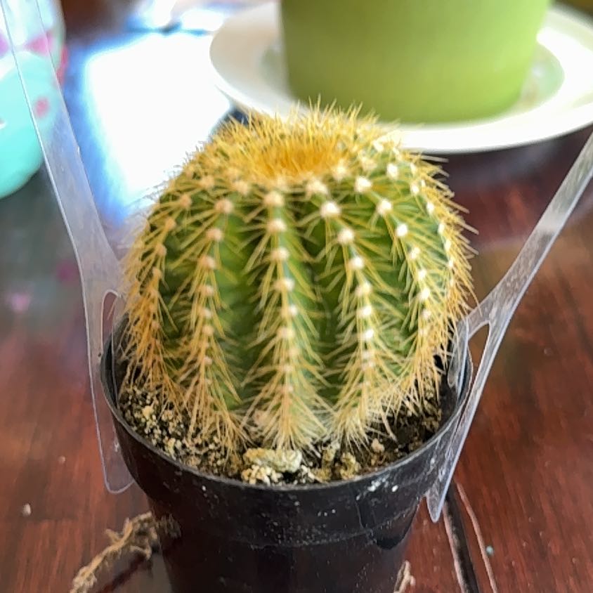 Photo of the plant species Notocactus warasii by @UberRedfir18 named Fernie Mercury on Greg, the plant care app
