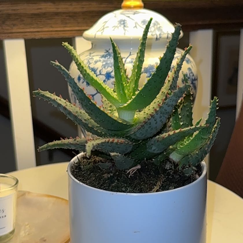 Photo of the plant species Aloe castilloniae 'Blue’ by @ReallyRedrose21 named Castillo on Greg, the plant care app