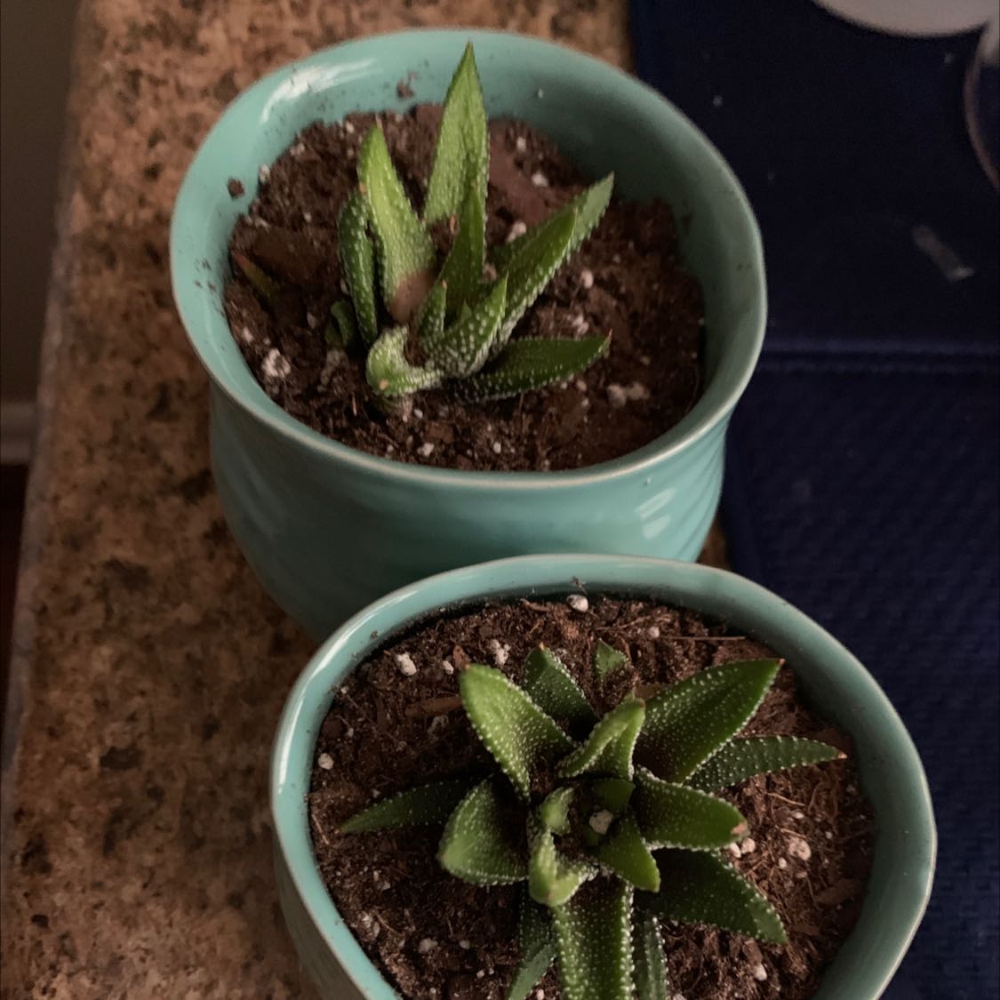 Two healthy Haworthia attenuata 'Enon' plants in separate pots with visible soil.