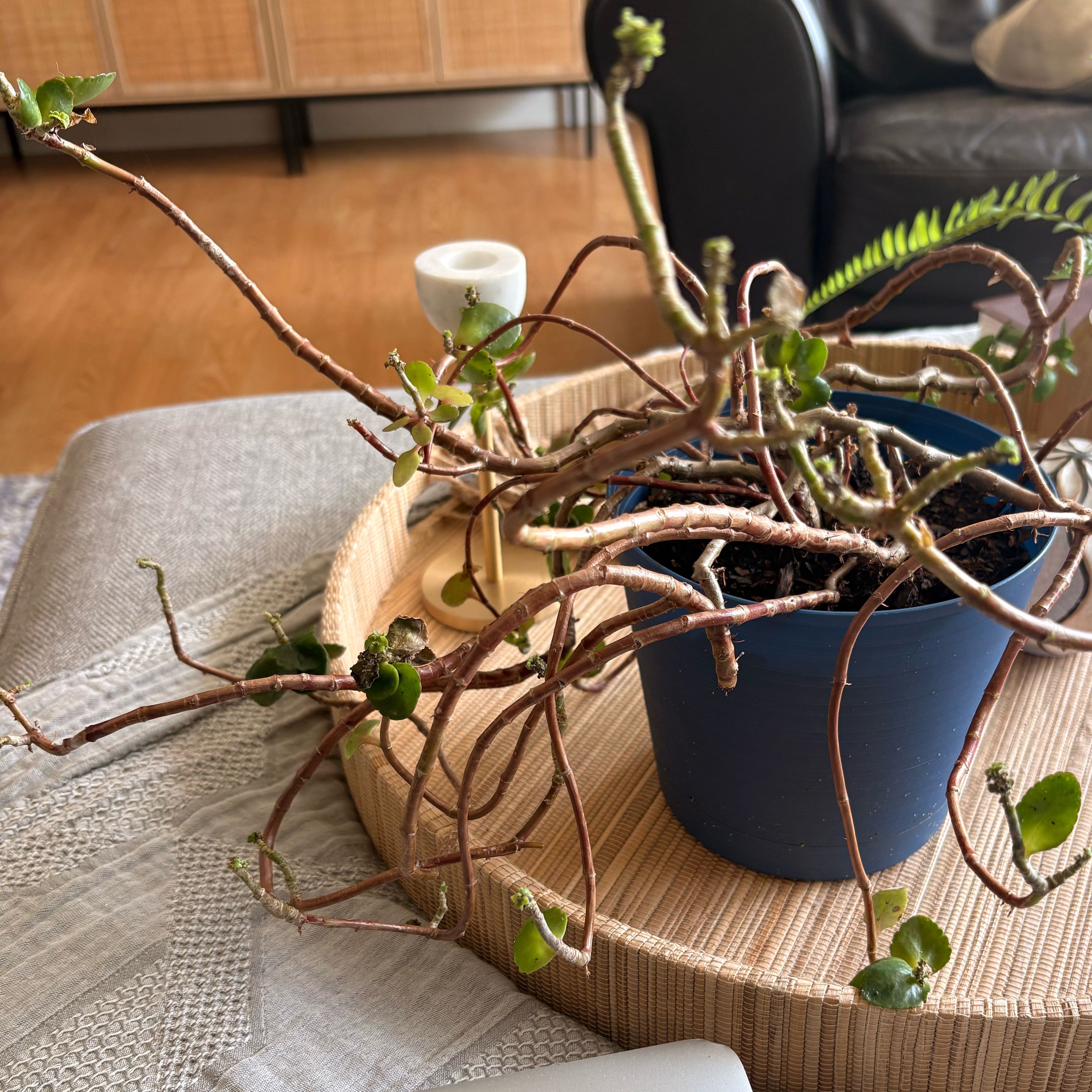 Photo of the plant species Elephant Bush by @LitheCentro61 named Figyonce on Greg, the plant care app