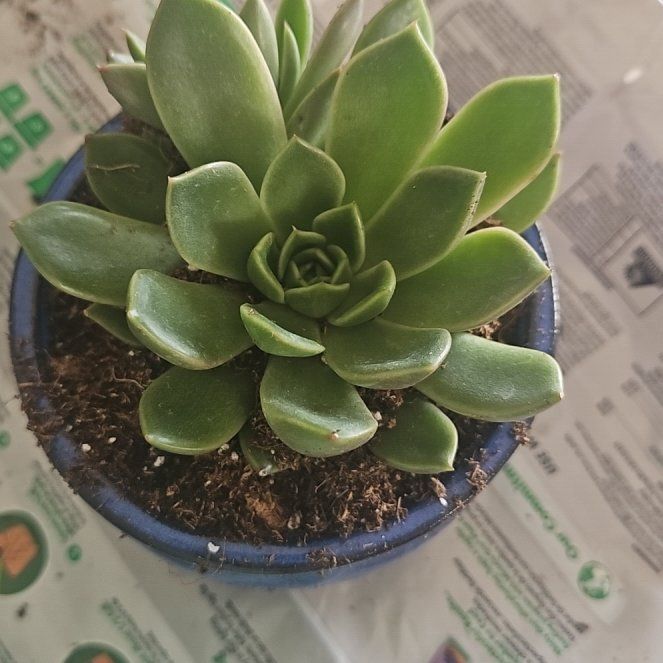 Photo of the plant species Echeveria 'Mira' by @UrbaneSnowqueen named Dax on Greg, the plant care app