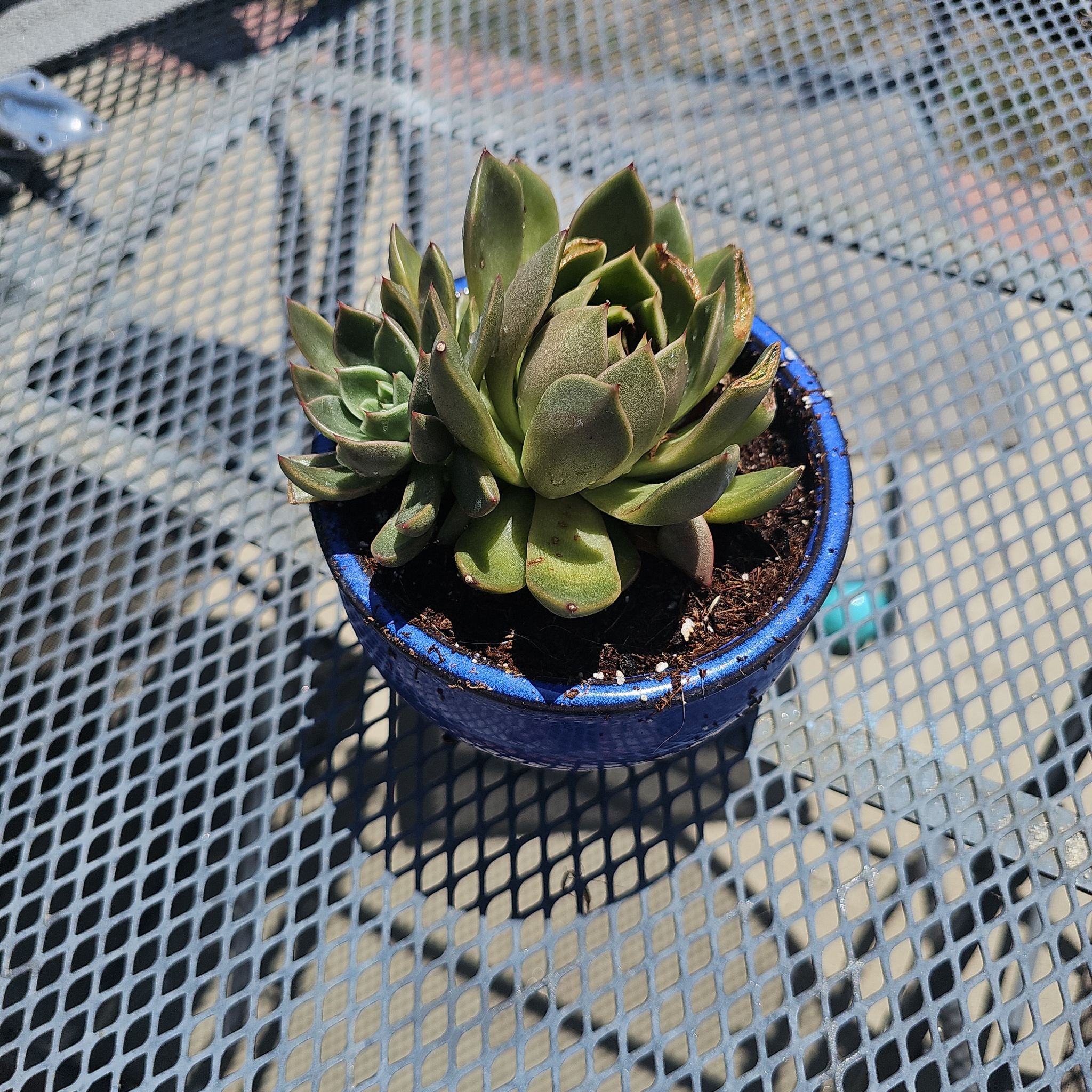 Photo of the plant species Echeveria 'Mira' by @UrbaneSnowqueen named Dax on Greg, the plant care app
