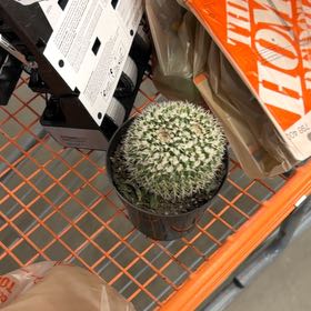 Photo of the plant species Silver Arrows Cactus by @ZappyFallugia56 named Big dog daddy Junior on Greg, the plant care app