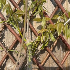 Photo of the plant species Japanese Wisteria by @PuissantKaro22 named Curie on Greg, the plant care app