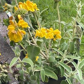 Photo of the plant species Jerusalem Sage by @LiteratePuka38 named Gregarious on Greg, the plant care app