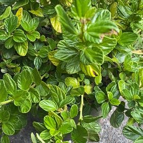 Photo of the plant species Ceanothus 'Yankee Point' by @LiteratePuka38 named Navajo on Greg, the plant care app