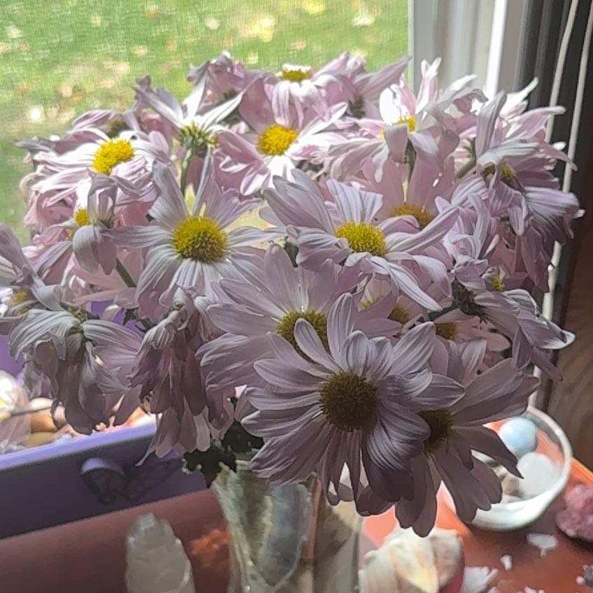 Photo of the plant species Callistephus Chinensis by @PetRosilla59 named Girlfrond on Greg, the plant care app