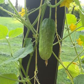 Photo of the plant species Cucumber by @EnduringPrasium named Bruce Lee on Greg, the plant care app
