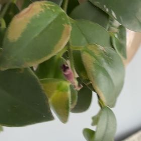 Photo of the plant species Lipstick Plant by @BrawnyAlfalfa20 named Captain Plant-it on Greg, the plant care app
