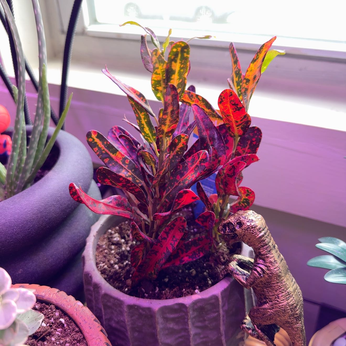 Photo of the plant species Bush on Fire Croton by @hex named jurassic on Greg, the plant care app