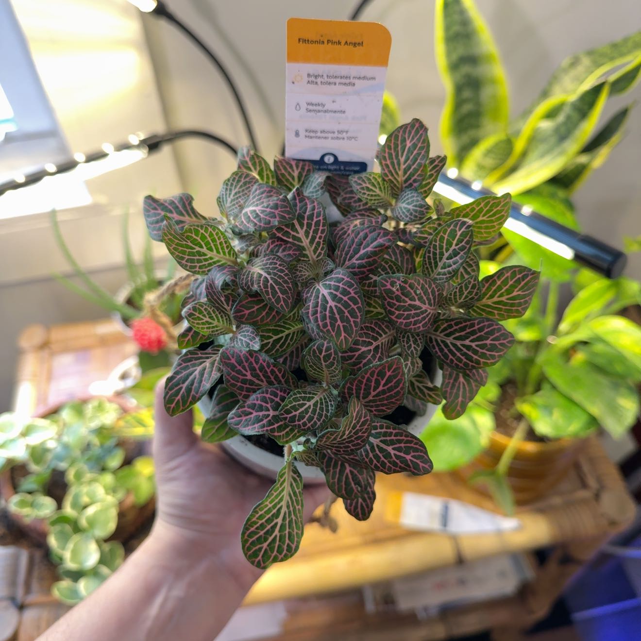 Photo of the plant species Pink Angel Fittonia by @hex named fiona on Greg, the plant care app