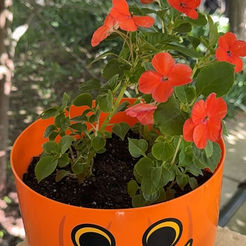 Photo of the plant species Impatiens 'Xtreme Orange' by @hex named Bella on Greg, the plant care app