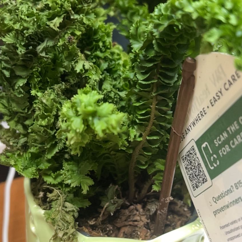 Photo of the plant species Nephrolepis exaltata 'Blue Belle' by @PunchyWasabi24 named Eva on Greg, the plant care app