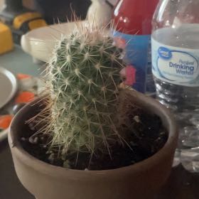 Photo of the plant species Mammillaria magnifica by @ZanyLettuce44 named pubert on Greg, the plant care app