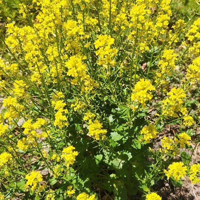 Photo of the plant species Garden Yellow Rocket by @BigFlaxsilk86 named Mochi on Greg, the plant care app