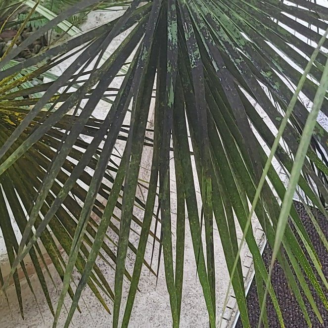 Photo of the plant species European Fan Palm by @PiousCorkelm90 named Naomi on Greg, the plant care app