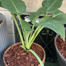 Photo of the plant species Hosta 'Marmalade on Toast' by @FlyingEmerald93 named Sherlock on Greg, the plant care app