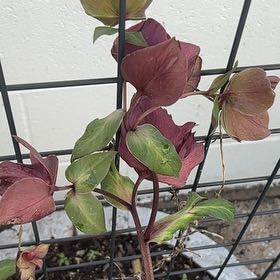 Photo of the plant species Lenten Rose by @FlyingEmerald93 named Gobi on Greg, the plant care app