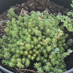 Photo of the plant species Tasteless Stonecrop by @FlyingEmerald93 named Mando on Greg, the plant care app
