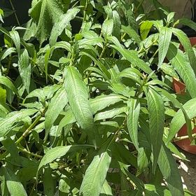 Photo of the plant species Spotted Ladysthumb by @FlyingEmerald93 named Forrest on Greg, the plant care app