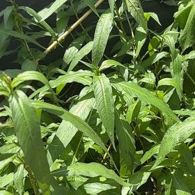 Photo of the plant species Curlytop Knotweed by @FlyingEmerald93 named Harmony on Greg, the plant care app