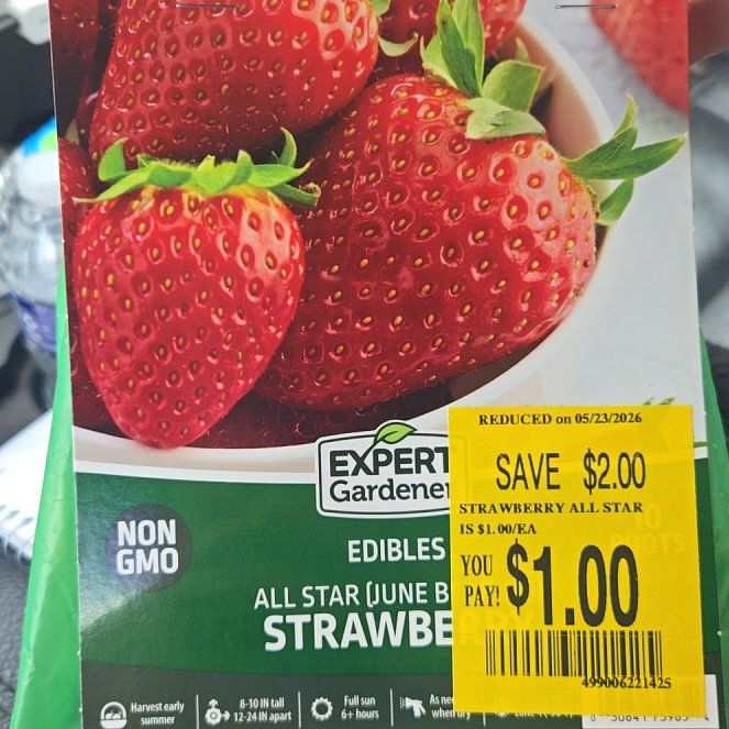 Photo of the plant species Garden Strawberry by @PrudentBarley32 named Fernie Mercury on Greg, the plant care app