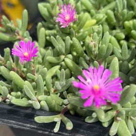 Photo of the plant species Showy Dewflower by @DefinitePhlox96 named Dolores on Greg, the plant care app
