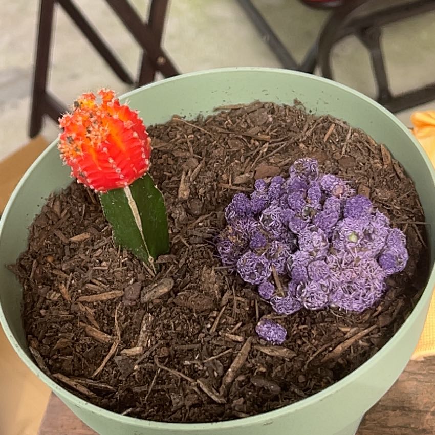 Photo of the plant species Kosmic by @WhizTutu49 named Hamilton on Greg, the plant care app