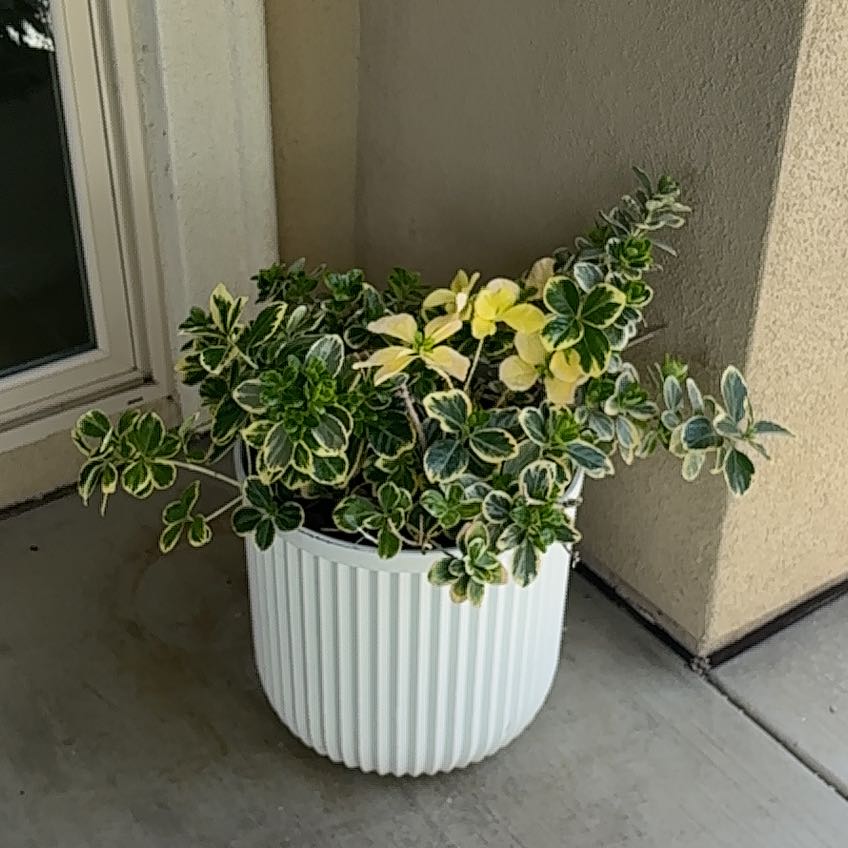 Photo of the plant species Variegated Pittosporum by @SirBacopa41 named Delilah on Greg, the plant care app