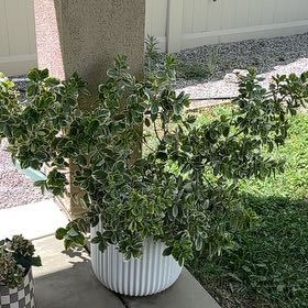 Photo of the plant species Variegated Pittosporum by @SirBacopa41 named Rosa on Greg, the plant care app