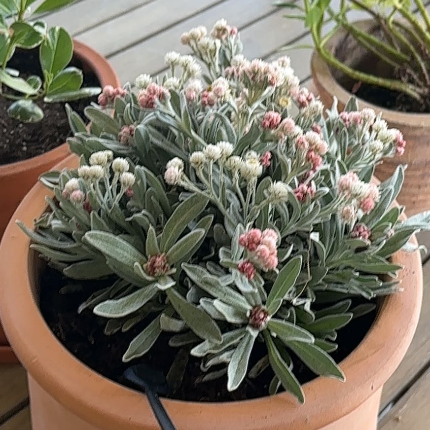 Photo of the plant species Ruby Cluster Strawflower by @SirBacopa41 named Huckleberry Fern on Greg, the plant care app