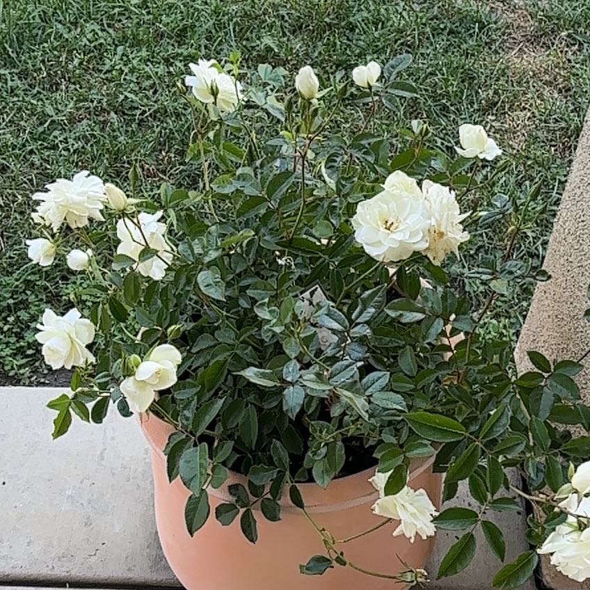 Photo of the plant species Iceberg Rose by @SirBacopa41 named Athena on Greg, the plant care app