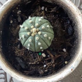 Photo of the plant species Sand Dollar Cactus by @NovelMostii77 named Luna on Greg, the plant care app