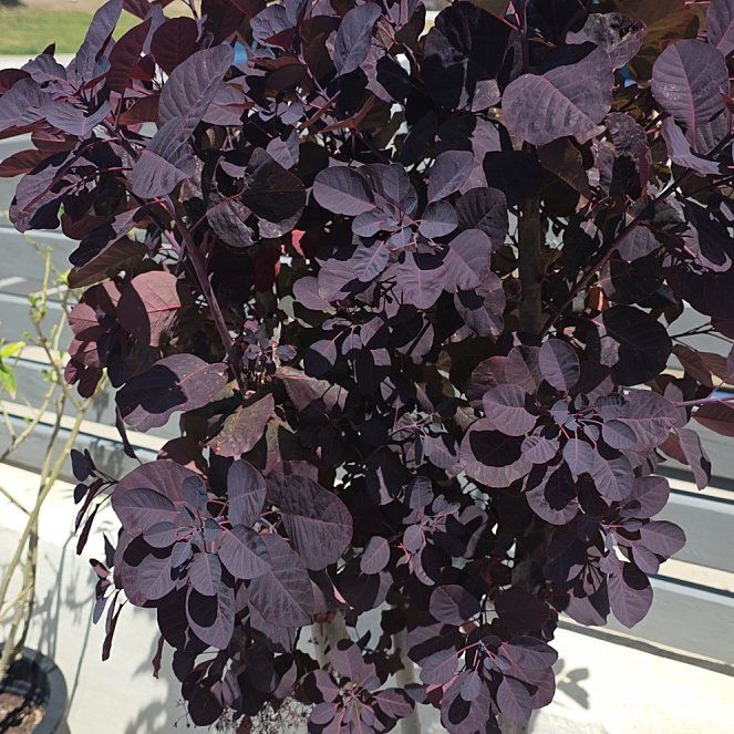 Photo of the plant species Smokebush by @KnightHemlock98 named Zeus on Greg, the plant care app