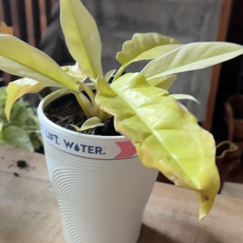 Photo of the plant species Philodendron golden crocodile by @BuddingQuince21 named Beckham on Greg, the plant care app