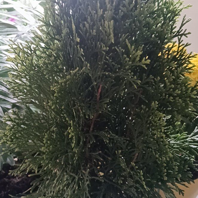 Photo of the plant species Mediterranean Cypress by @GoldenAster25 named Morgan Treeman on Greg, the plant care app