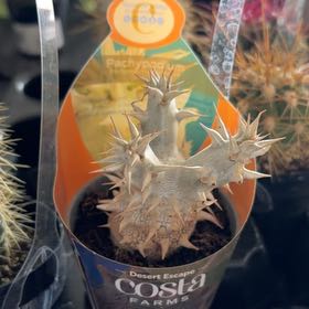 Photo of the plant species Pachypodium densiflorum by @SuperDuwei12 named Baesil on Greg, the plant care app