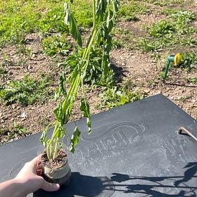 Photo of the plant species Brandywine Heirloom Tomato by @AngelicApple76 named Demi on Greg, the plant care app