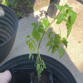 Photo of the plant species Genuwine Beefsteak Tomato by @AngelicApple76 named Figyonce on Greg, the plant care app