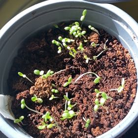 Photo of the plant species Daisy by @BrightKaraka4 named Muhammad Ali on Greg, the plant care app