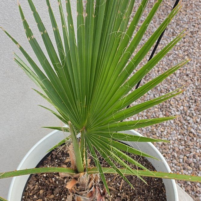 Photo of the plant species Mexican Fan Palm by @TutorFeijoa79 named Darwin on Greg, the plant care app