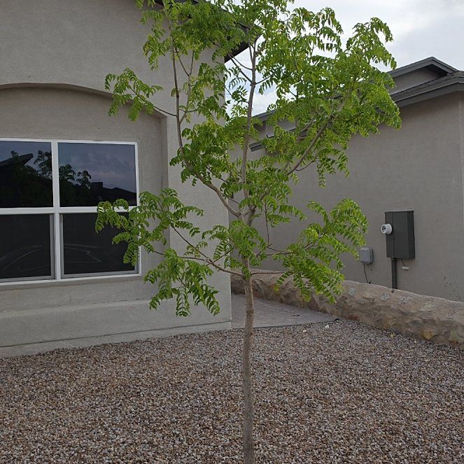 Photo of the plant species Chinese Pistache by @TutorFeijoa79 named Asian persuasion on Greg, the plant care app