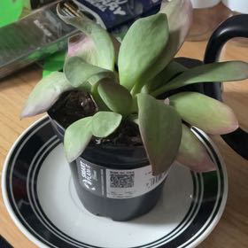 Photo of the plant species Kalanchoe 'Little Dragon' by @CompetentAtom83 named Kala on Greg, the plant care app